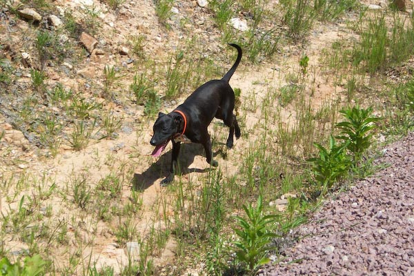 13_Rebel was on the hunt for turtles and seed ticks, and he found plenty of each!